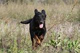 BEAUCERON 315